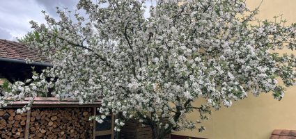 Gezien vanaf de straat in het voorjaar